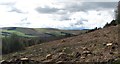 Forestry clearance, Bowhill Estate in TD7 5HD