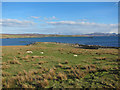 Sheep resting above Crossnish Point in IV55 8ZG
