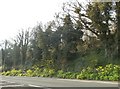 Woods by Folkestone Road, Maxton in Maxton & Elms Vale Ward