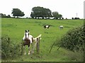 Horses in the Field at Lower Farm in DT2 7NG