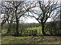 Field boundary and footbridge near Gelligaer in CF82 8FG