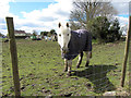 Horse near Gelligaer in CF82 8FG