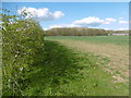Field alongside Maidstone Road in TN11 0GY