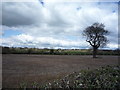 Farmland off Staker Lane in DE23 4AT