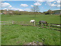 Horses alongside School Lane in ME9 8JS