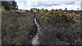 Heathland Track - Wyke Common in GU3 2HT