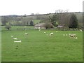 Sheep grazing near Low Hall Cottage in NE65 8JE