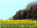 Oakland Cottage and field of rapeseed (Brassica napus) in L23 2UU