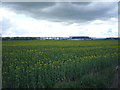 Oilseed rape crop near Heath Business Park in Foston (South Derbyshire)