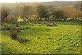 Pasture above the Simene in DT6 5PF