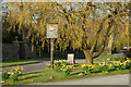 Daffodils surrounding green with pub sign in CA10 2PB