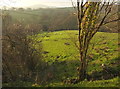Sheep in the Simene valley in DT6 5PF
