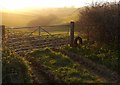 Evening sunlight near Burstock in Burstock