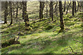Edge of Loch Ard Forest in FK8 3TW