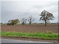 Trees along a former field boundary, north and east of Clint Hill in YO30 2BE