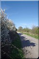 Blossom by the Bridleway in CM16 6UA