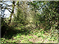 Overgrown track off The Dyes in NR20 5DD