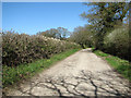 Hedgerows beside The Dyes in NR20 5DD
