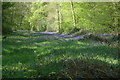 Bluebells at Hitch Wood in SG4 7RY