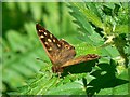 Butterfly on nettles, Bentley Wood in SP5 1AQ