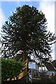 Monkey Puzzle Tree, Abinger in RH5 6JQ