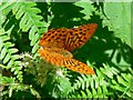 Butterfly on brambles, Bentley Wood in SP5 1AQ