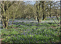 Bluebells in Hailey Copse in RG20 7JE