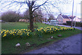 Daffodils on Murton Green in SA3 3JJ