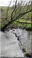 Falling tree above a fish weir in the River Dove in DE6 1NN