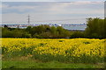 Oilseed rape beside Portsdown Hill Road in PO17 6AN