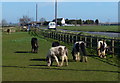 Horses next to Northey Road at Flag Fen in PE6 7YX