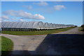 Polytunnels at Sturton Grange Farm in LS25 4DZ