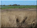 View across the Nene Washes in Whittlesey North West Ward