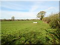Field with cattle drinking trough in Abingworth