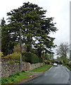 Conifer, Laverton in HG4 3TD