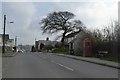 Bus shelter and a spreading tree at Whitstone in EX22 6TH