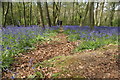 View along the path among the bluebells in Chalet Wood in E11 2LT