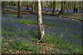View of a birch stump among the bluebells in Chalet Wood in E11 2LT