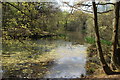 View of Earl's Path Pond from the main path into the forest in IG10 4AA