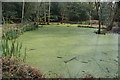 View of a weedy pond near Earl's Path Pond in IG10 4AA