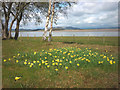 Wild daffodils, Arnside Station in LA5 0HP