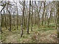 Woodland above Aberfoyle in FK8 3TD