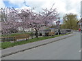 The bridge and blossom in Clun in Clun