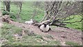 Bullock Down - Sheep Sheltering next to Bushes in BN20 7XY