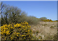 Gorse in bloom on Bursdon Moor, Devon in EX39 6HA