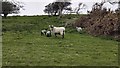 Sheep Farming - Bullock Down in BN20 7XY
