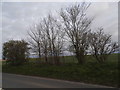 Trees by the A4, Chisbury in SN8 3JE