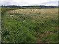Wheatfield by the Fosse Way in TA17 8SH