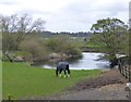 Horse grazing beside the River Ure in DL8 5PQ