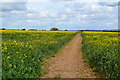 Path through oilseed rape field north of Grateley in SP11 8LN